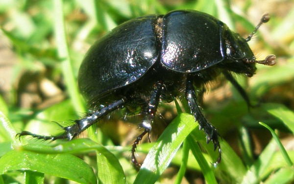 Little Black Beauty